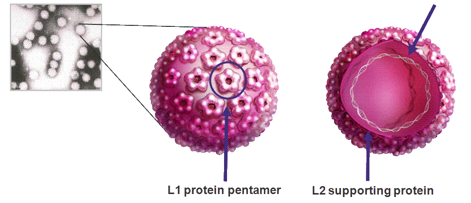 hpv1