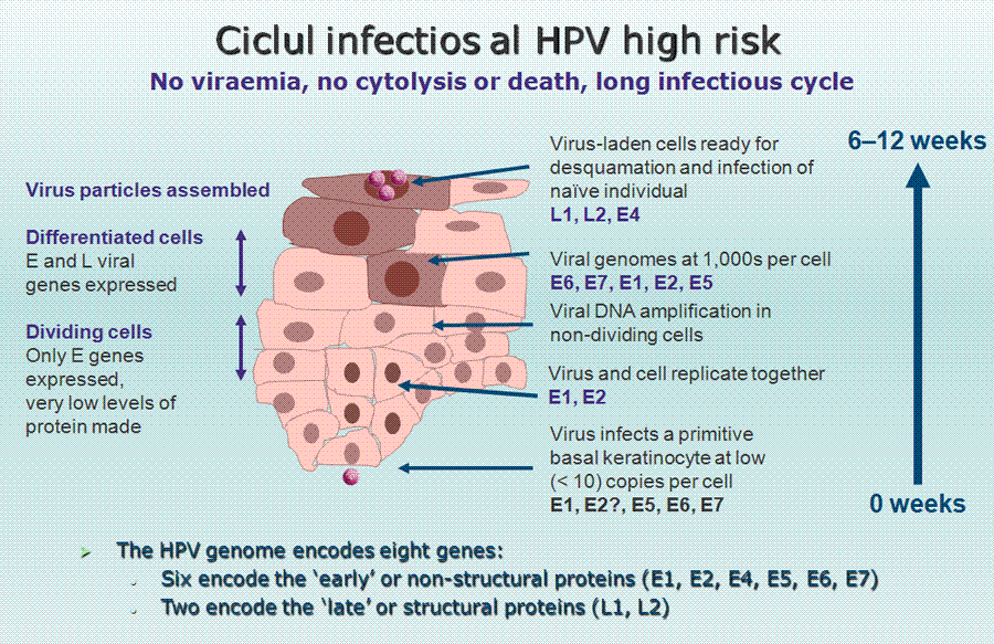 HPV (Papilomavirusul uman) | monapainting.ro