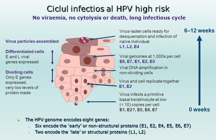 hpv virus pozitiv)