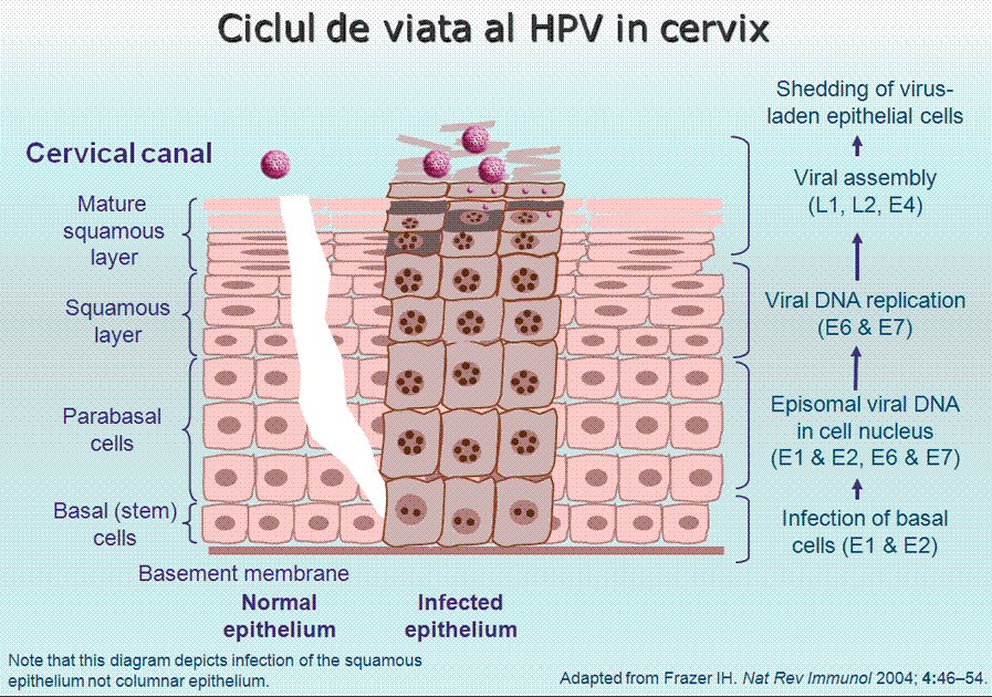 hpv5